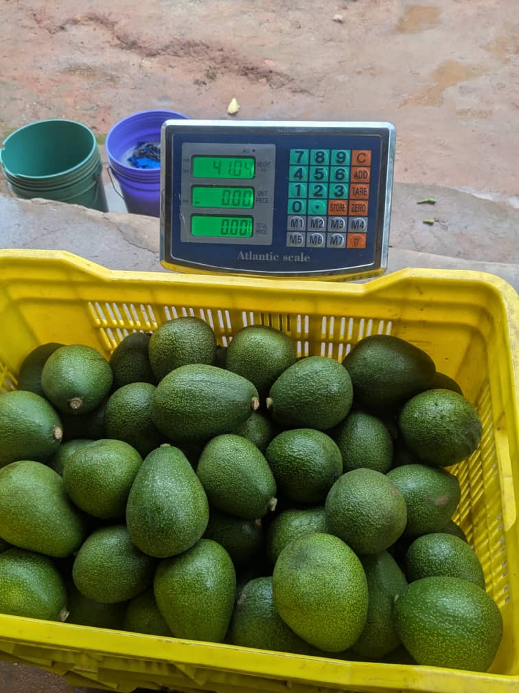Locally grown produce prepared for market