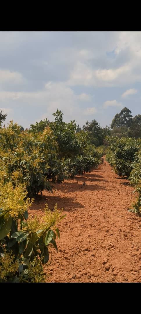Agronomist assessing a managed orchard