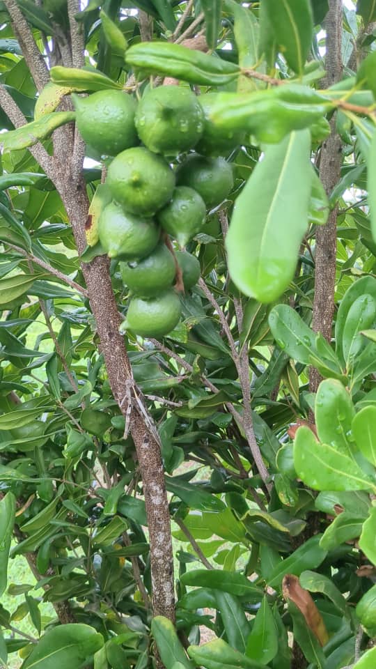 Macadamia crop growing on a farm