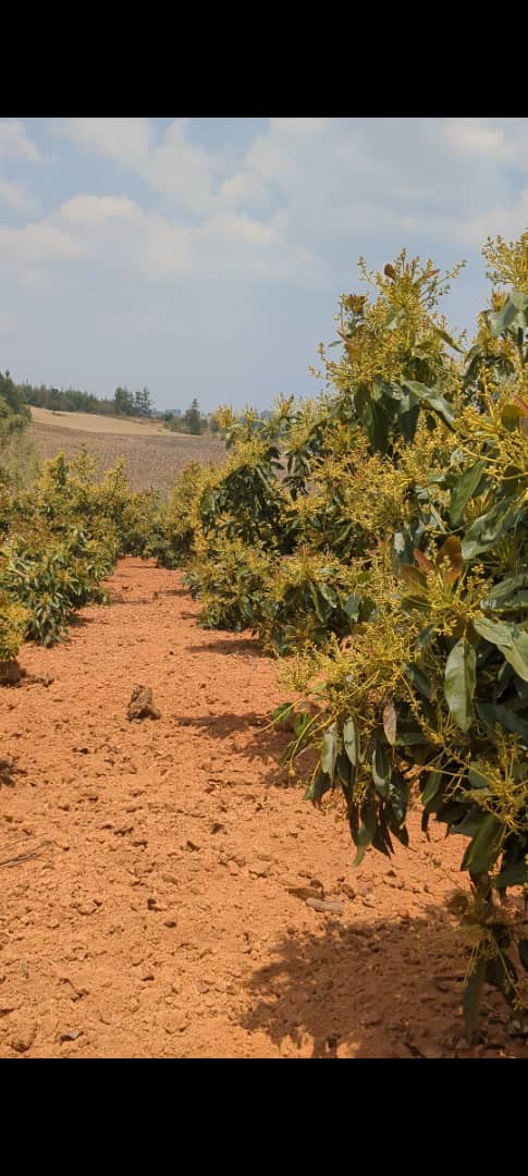 A cultivated farm plot in the Southern Highlands